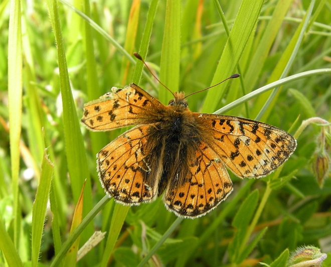 da determinare - Boloria pales e Melitaea varia